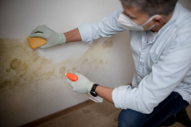 Mold Odor Removal Services